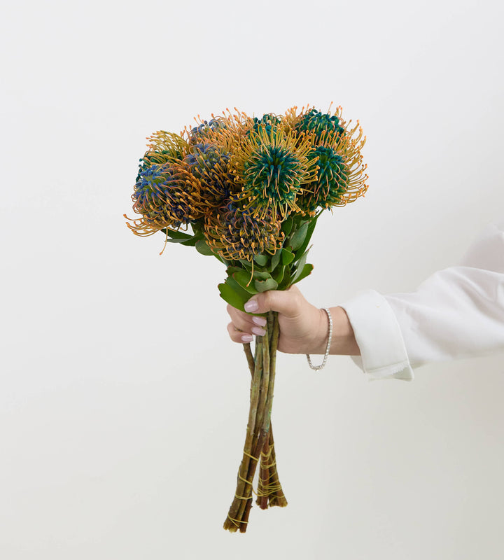 10 Leucospermum Nutan Jelena