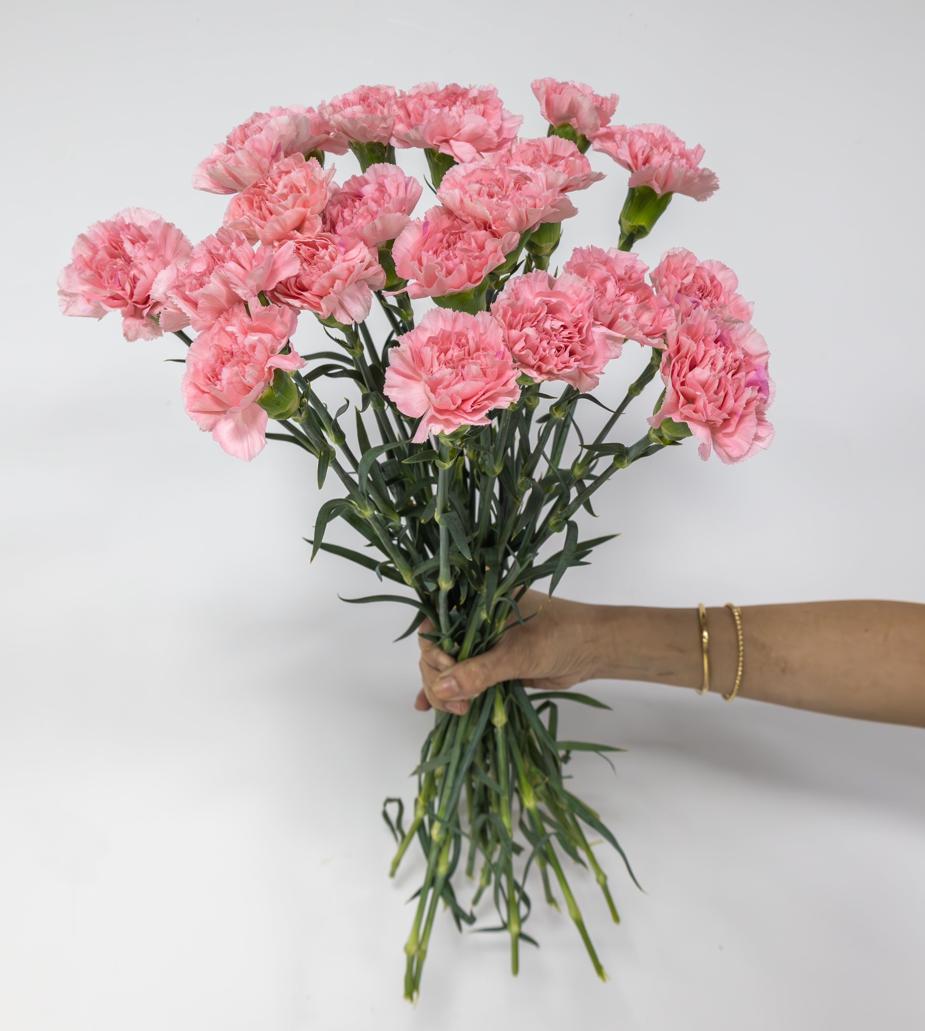 20 Pink Carnations