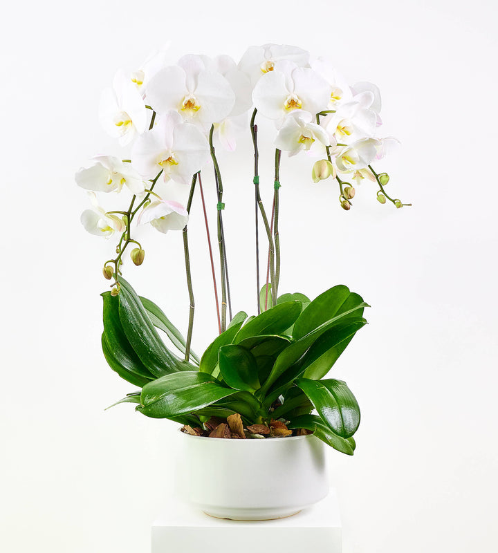 Orchid Splendor