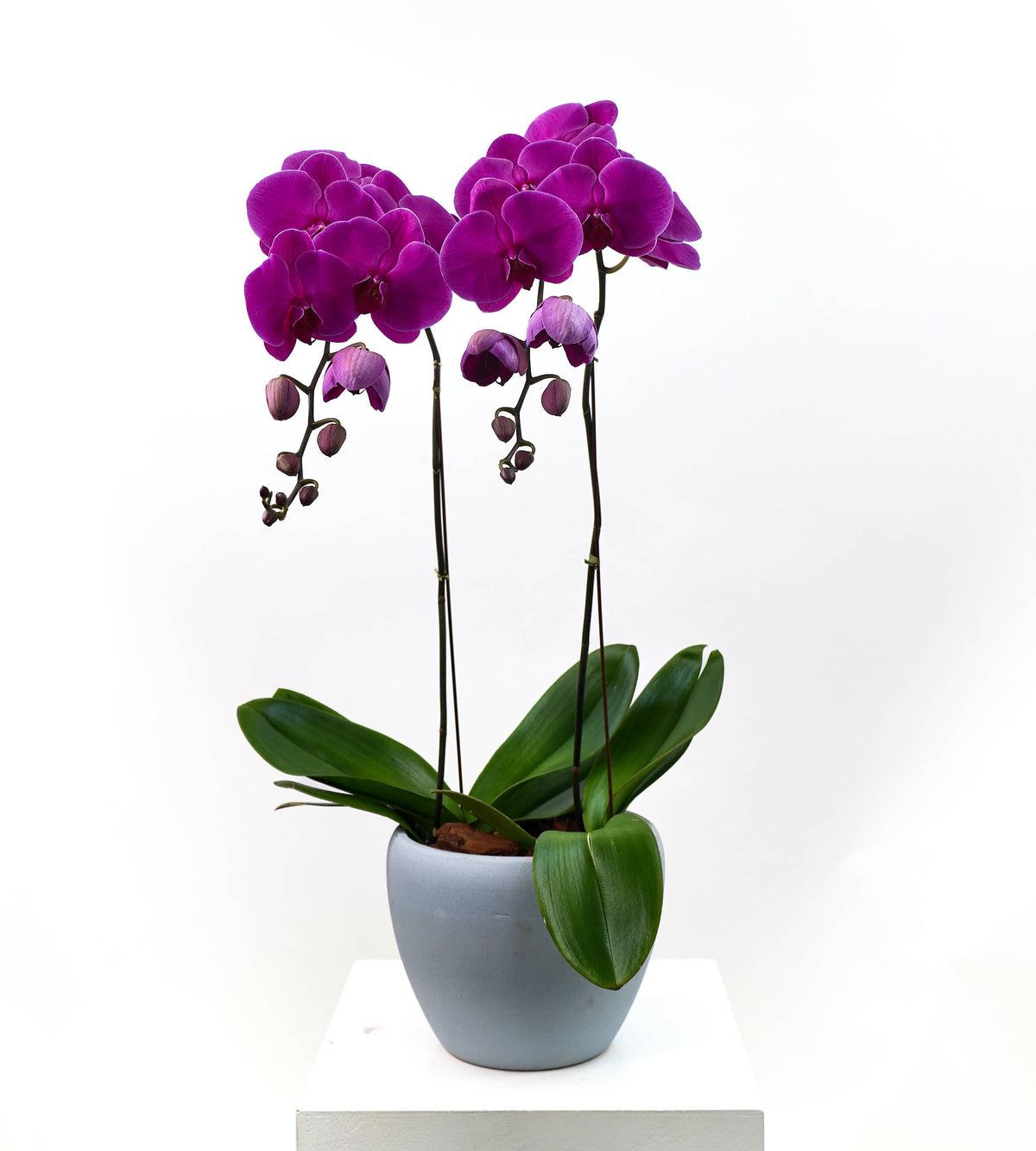 Orchid Desire
