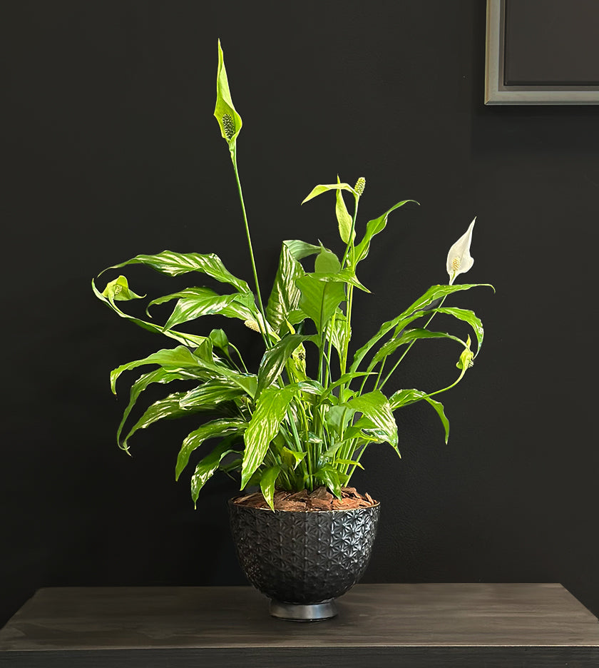 Spathiphyllum Plant in Black Pot