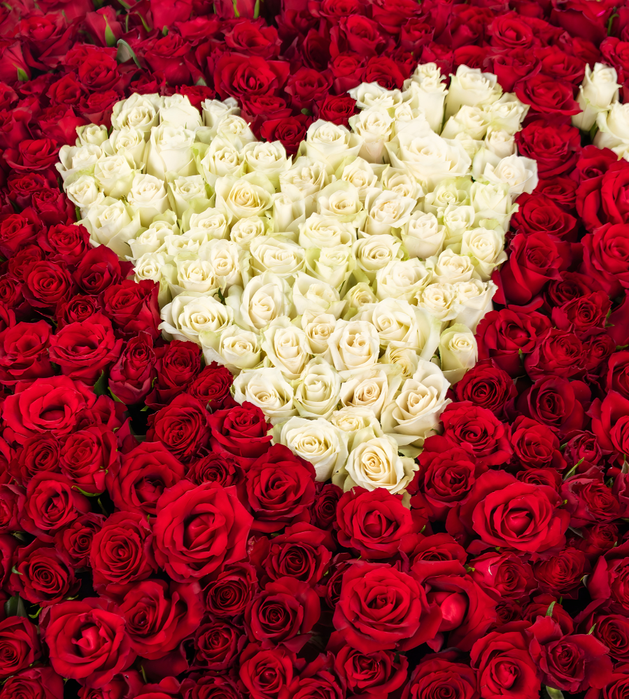 1000 Roses - I Love you