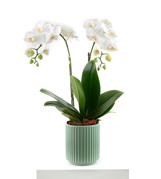 Mini orchid in green ceramic