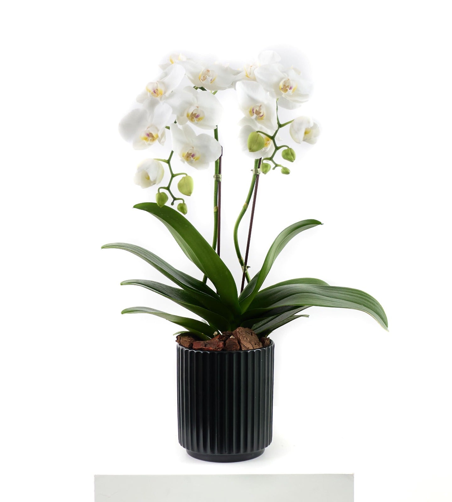 Mini orchid in black ceramic