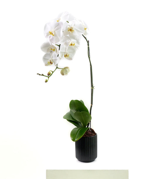 Orchid in black ceramic