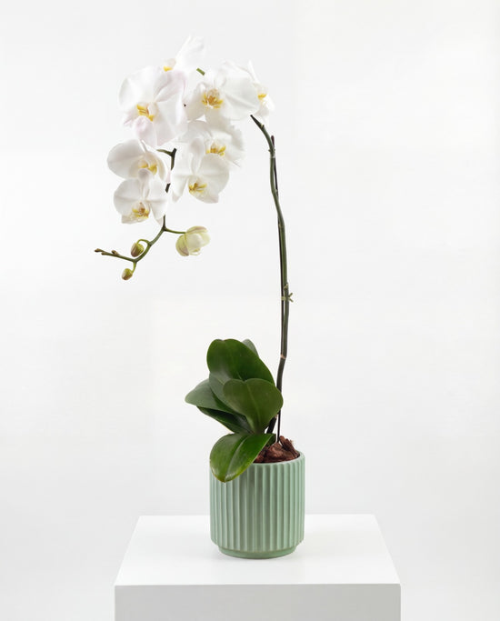 Orchid in green ceramic