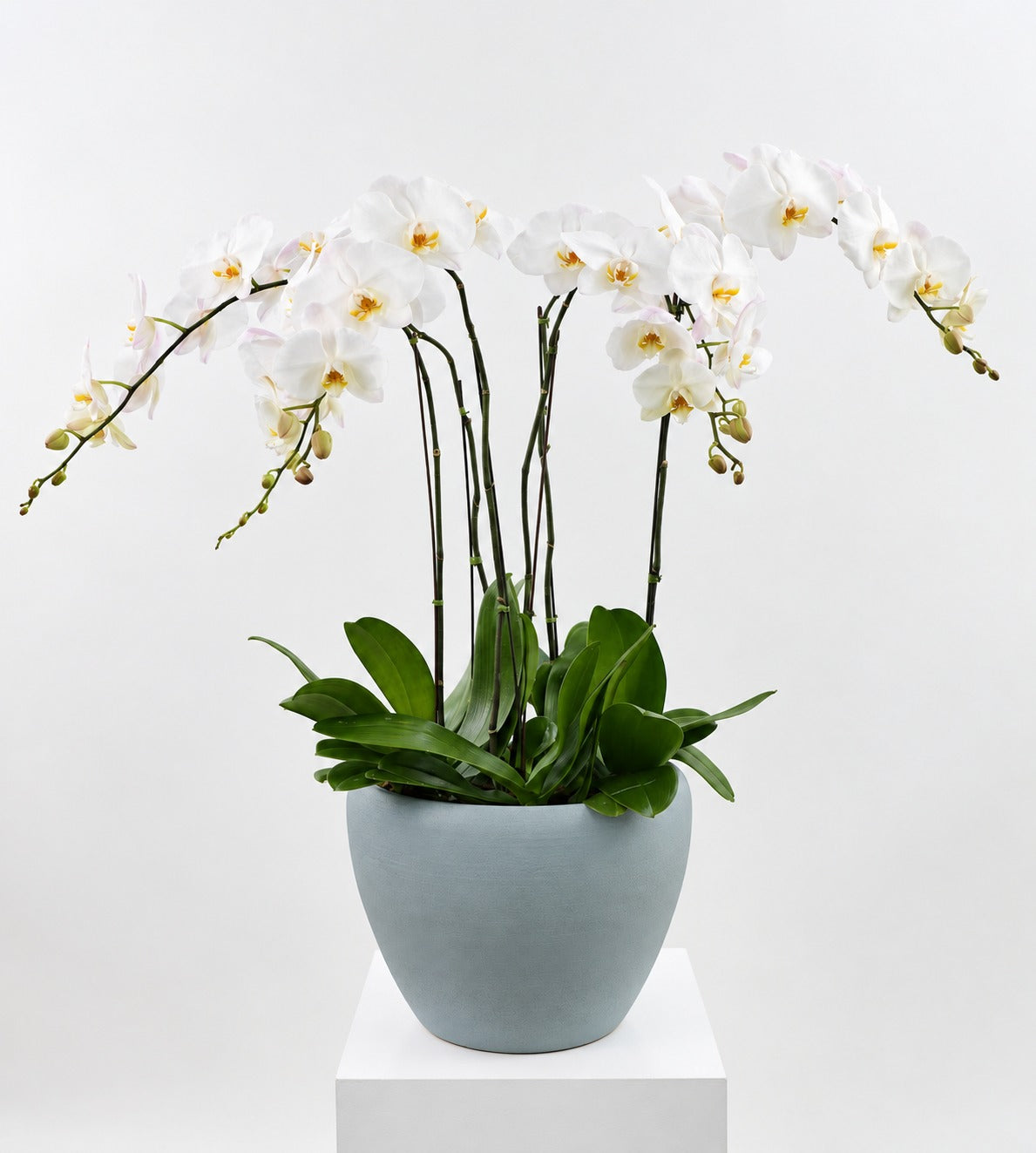 The Grand Orchid