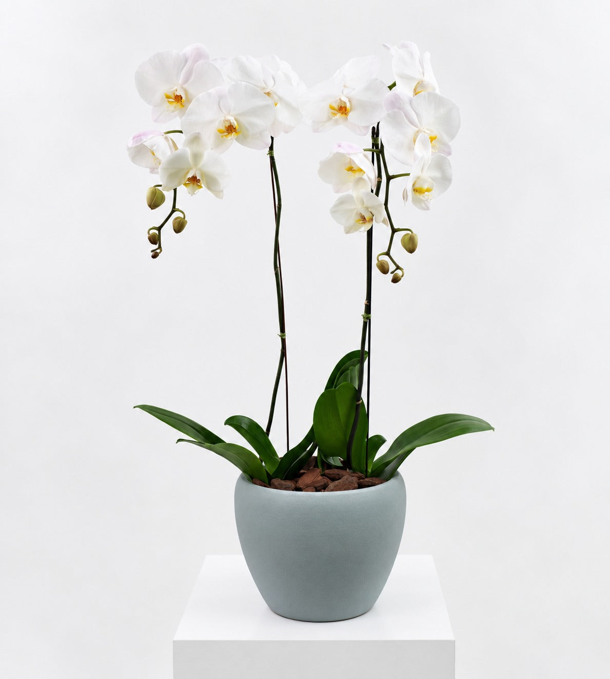 Orchid Atelier