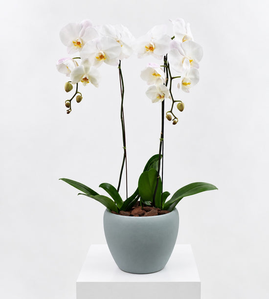 Orchid Atelier