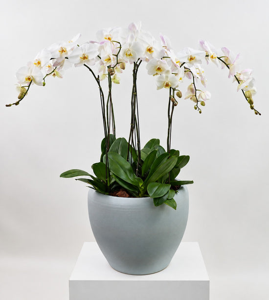 The Statement Orchid