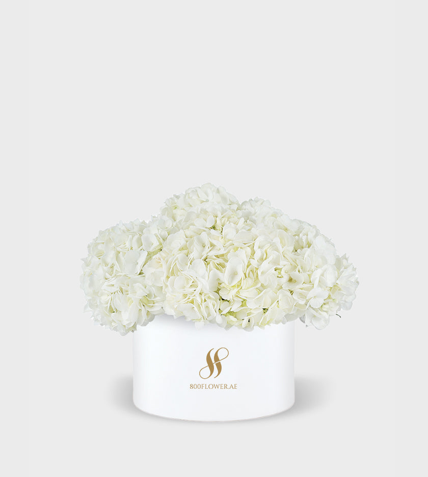 White Hydrangea Small Round Box with 5-6 pristine white hydrangeas arranged to convey purity, serenity, and timeless elegance.