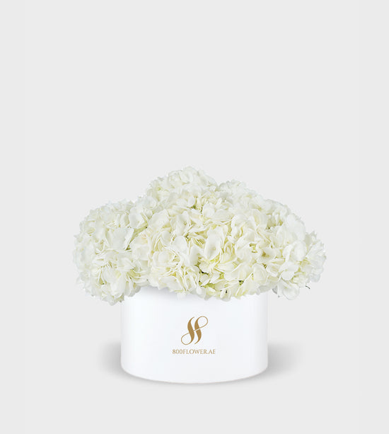 White Hydrangea Small Round Box with 5-6 pristine white hydrangeas arranged to convey purity, serenity, and timeless elegance.