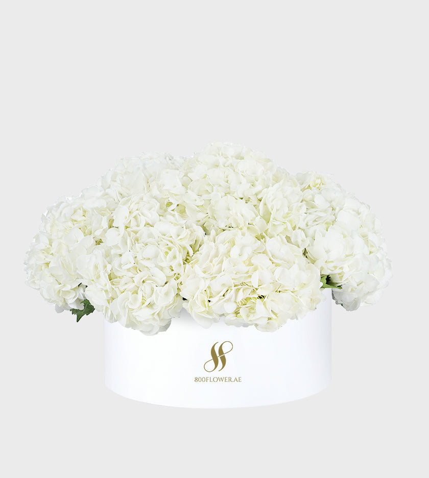 White Hydrangea Medium Round Box with 10-11 pristine white hydrangeas, symbolizing purity, grace, and timeless elegance.