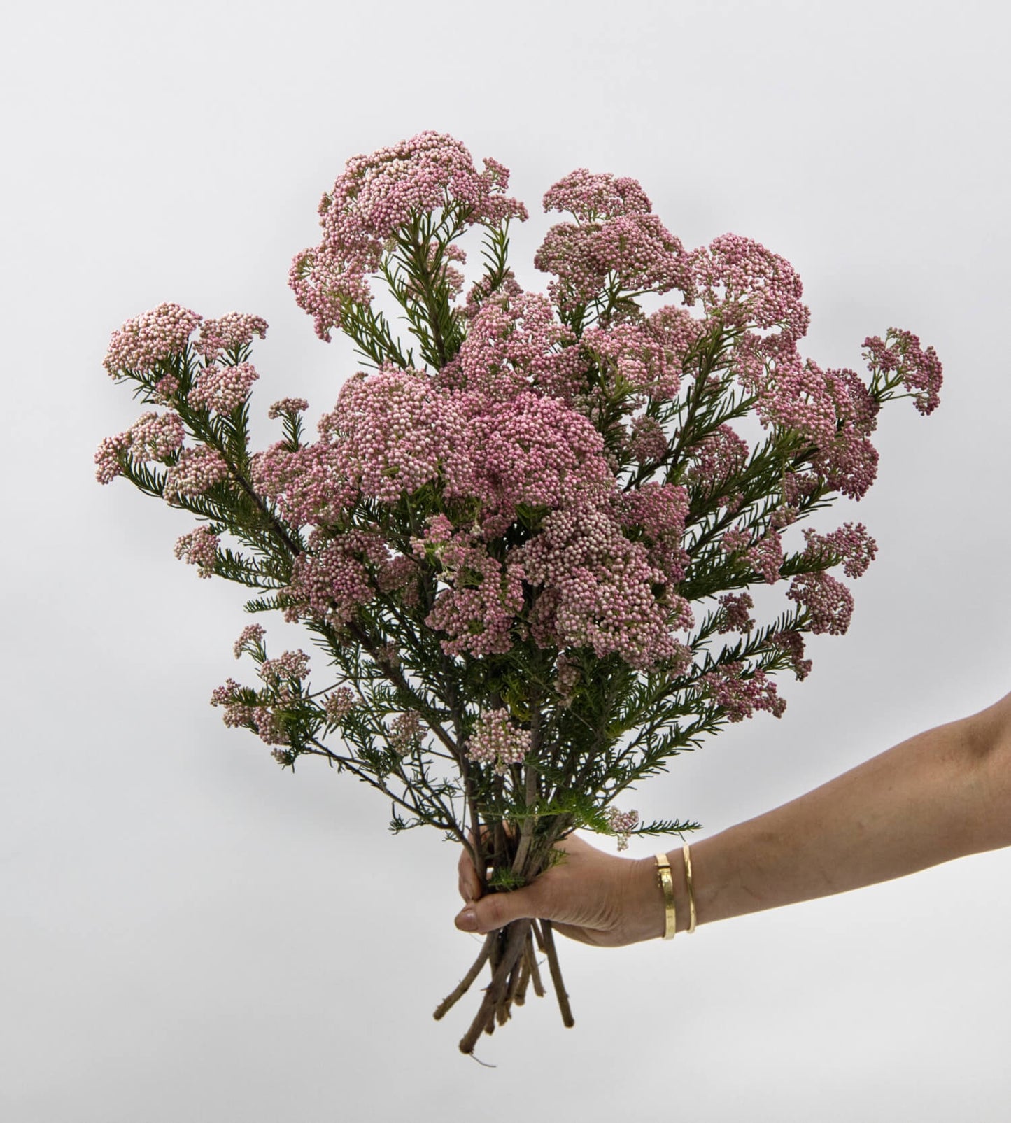 10 Stem Ozothamnus Cooks Tall Pink