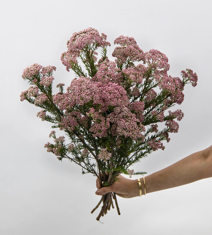 10 Stem Ozothamnus Cooks Tall Pink
