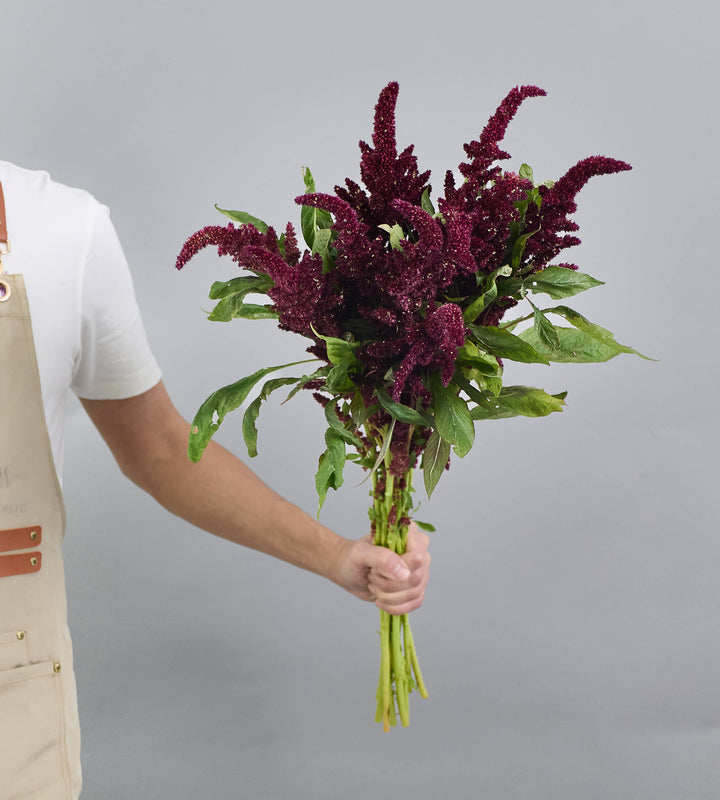 10 Stem Amaranthus Pygmy Torch