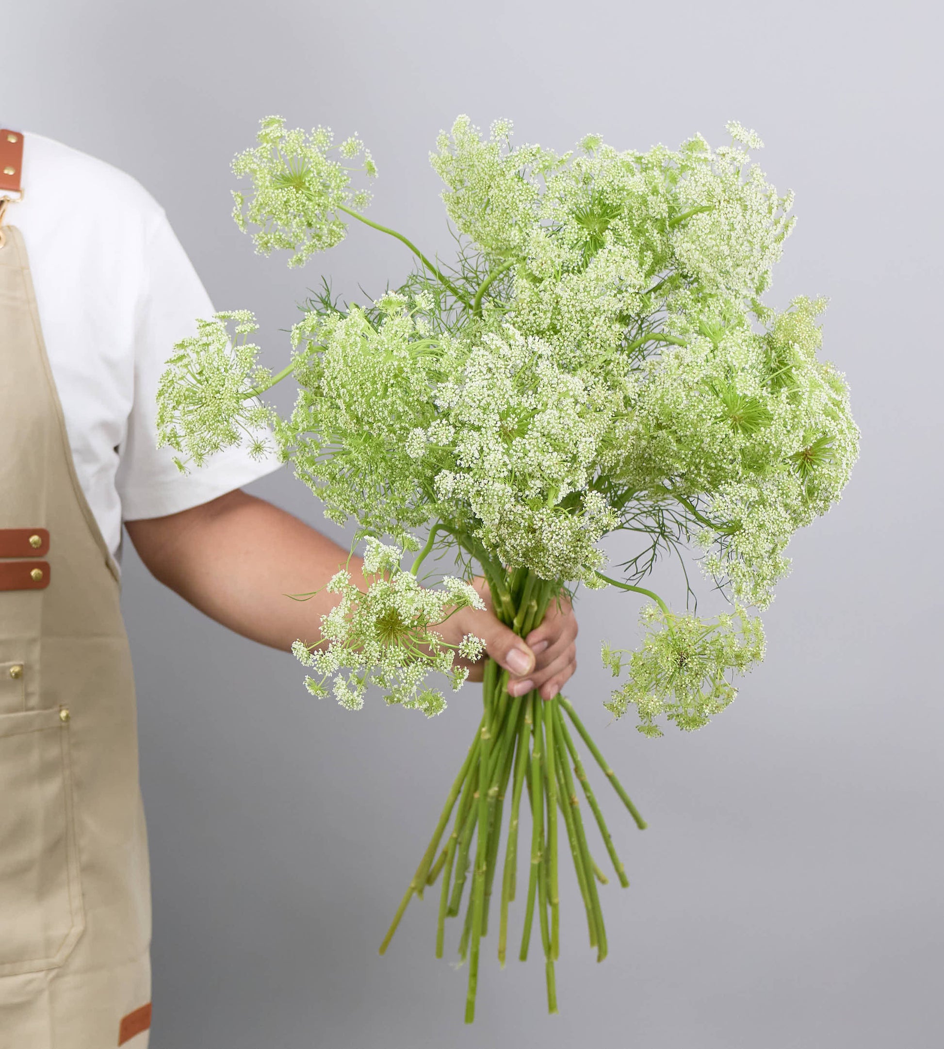 25 Stem Ammi Majus