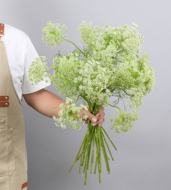25 Stem Ammi Majus