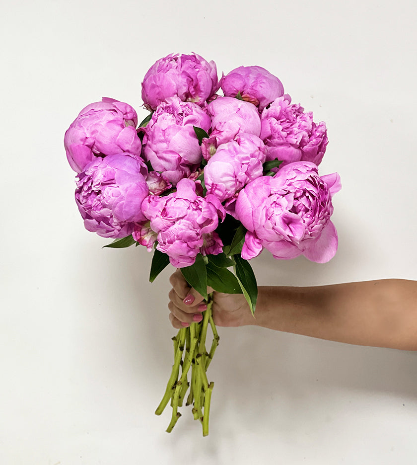 Pink Peony Alexander