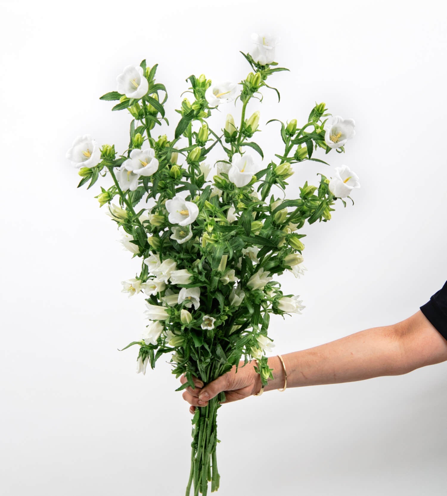 10 Stem Campanula H Champion White