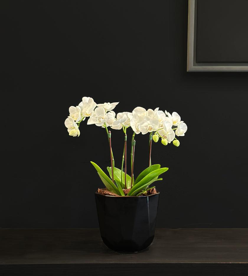 Mini Orchids in Black Ceramic Pot