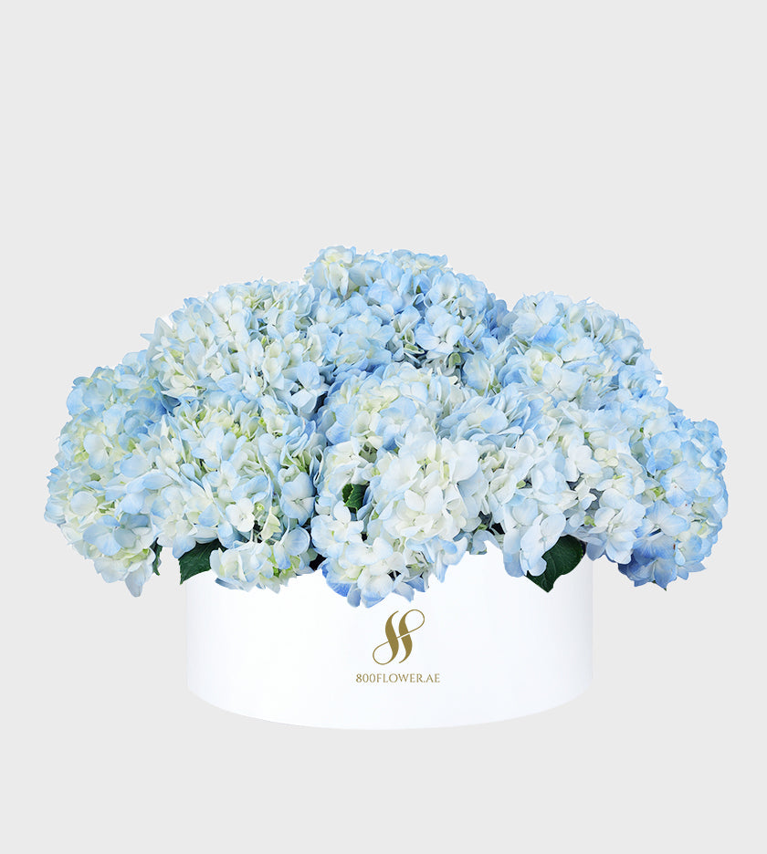 Blue Hydrangea Medium Round Box with 10-11 vibrant blue hydrangeas, arranged to evoke calm, tranquility, and soothing elegance.
