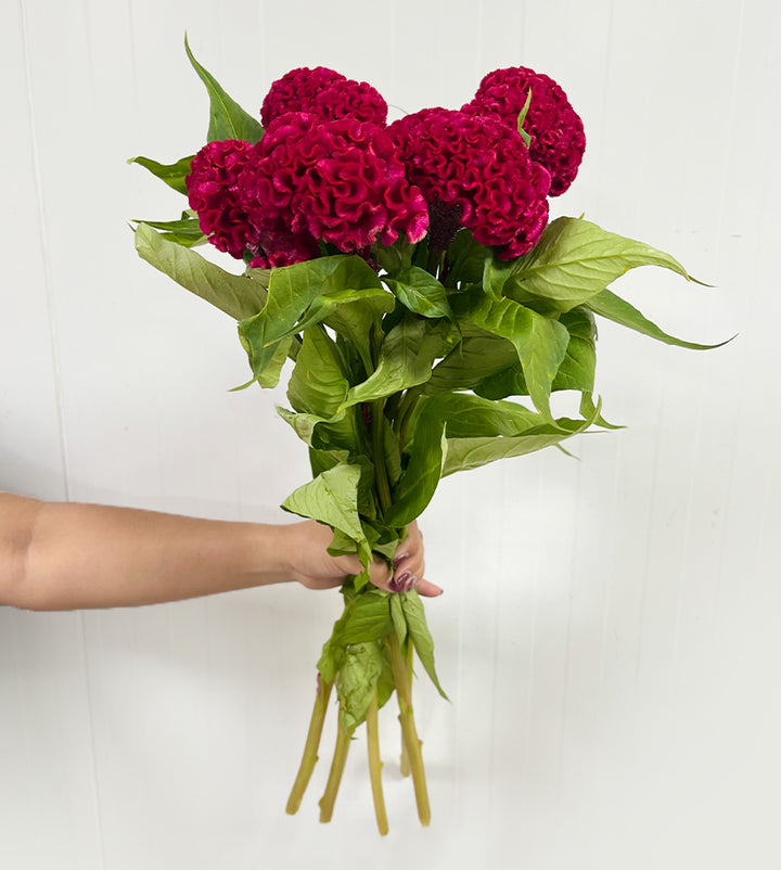 5 Stems Celosia Act Red
