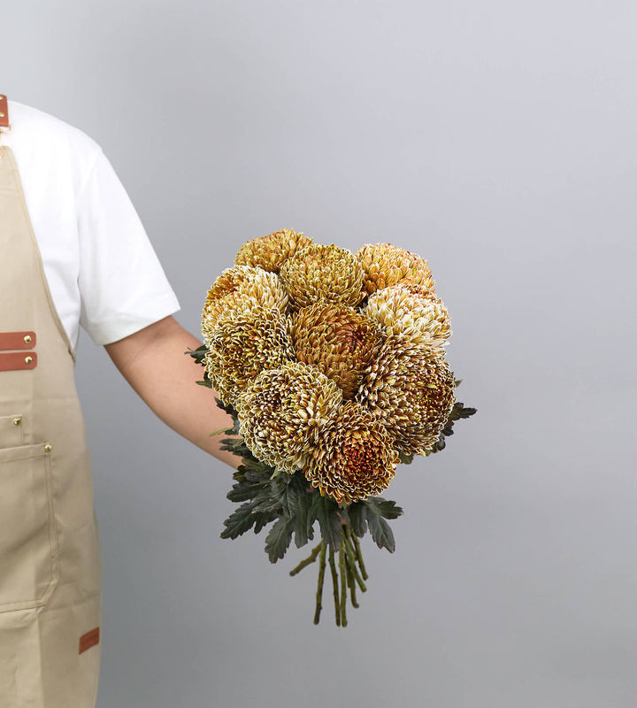 10 Stem Chrysanthem Peony Dyed Caramel