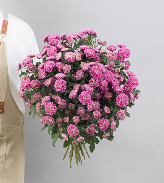 25 Stem Chrysanthemum S Ellison Pink