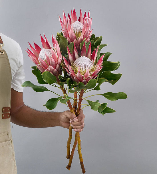 3 Stem Protea Cynaroides