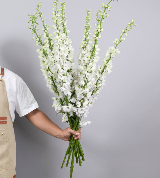 10 stem Delphinium Candle White Shades