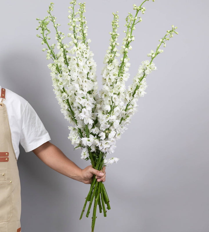 10 stem Delphinium Candle White Shades