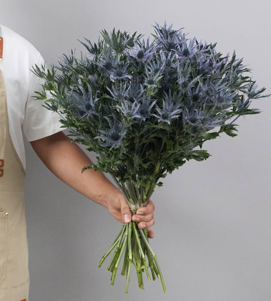 20 Eryngium Lagoon Blue