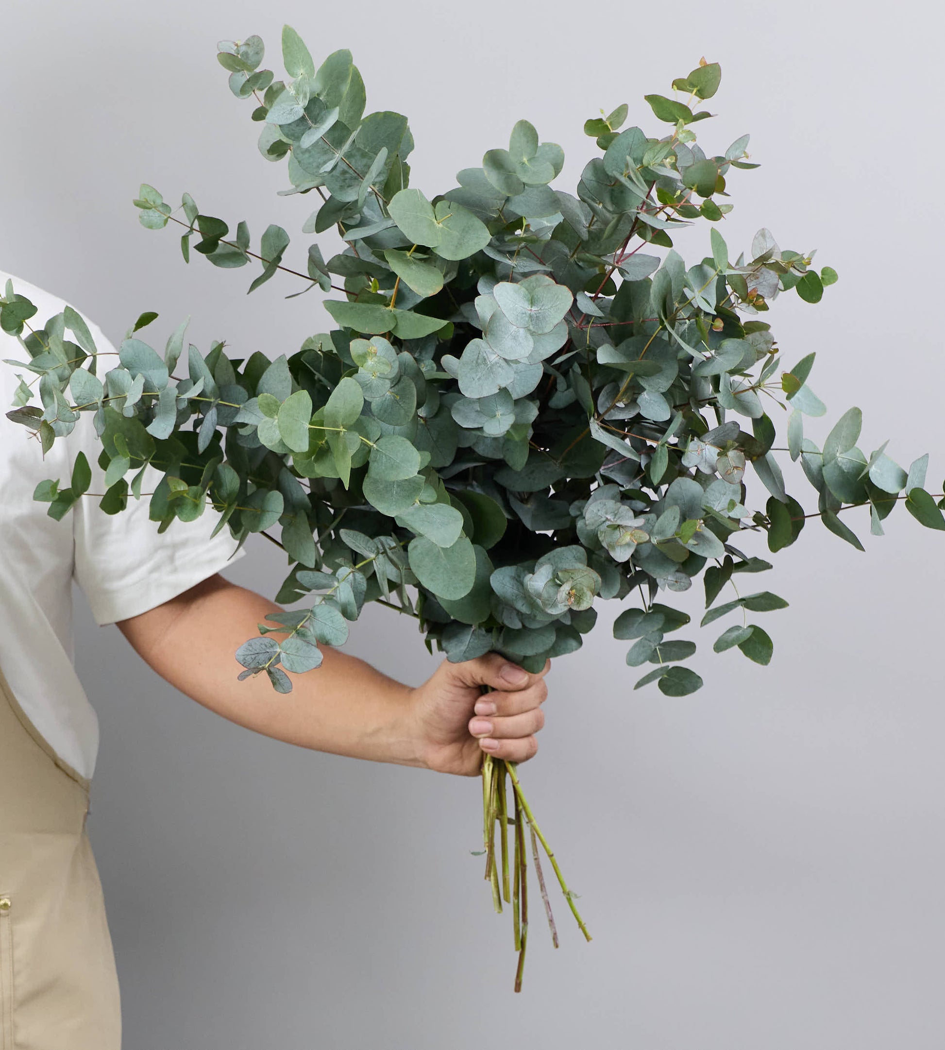 3 Bunch Eucalyptus Cineria