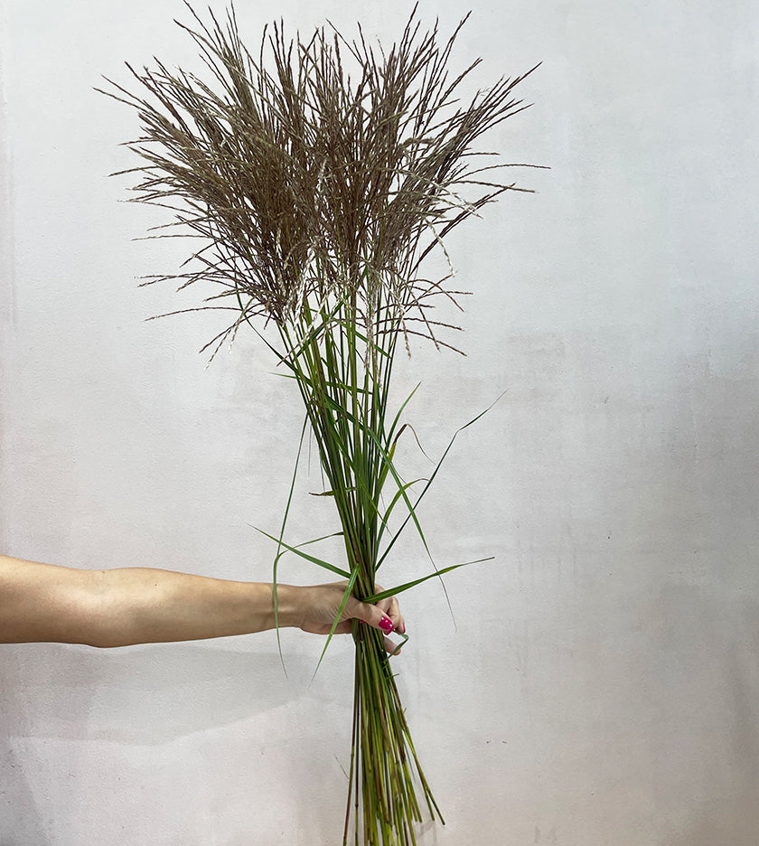30 Stems Miscanthus