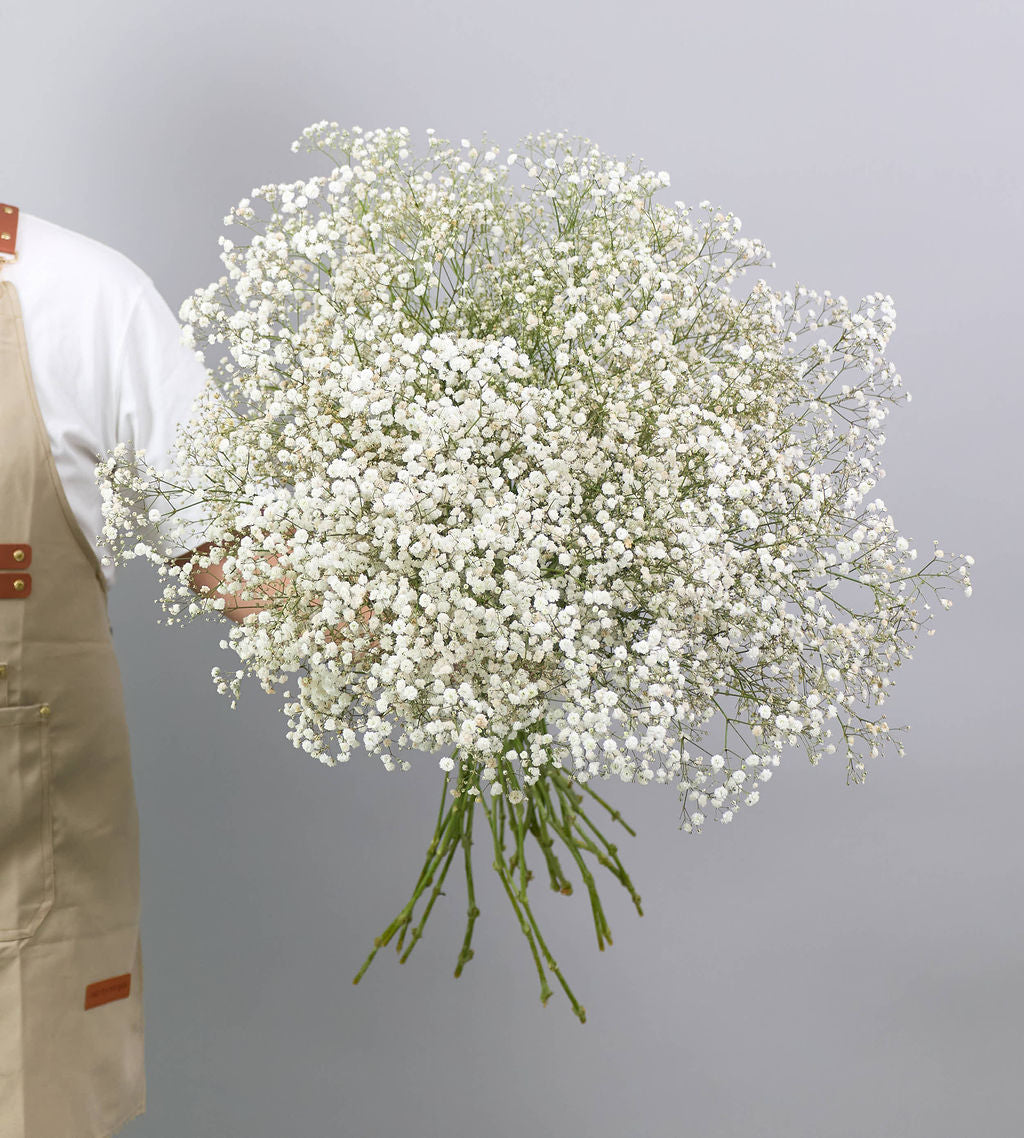 25 Stem Gypsophila Excellence