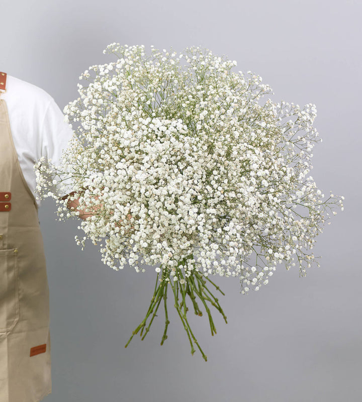 25 Stem Gypsophila Excellence