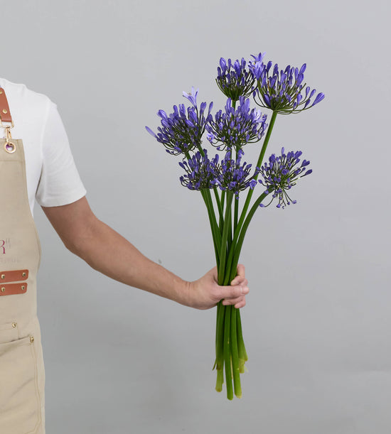 10 Stem Agapanthus Uri