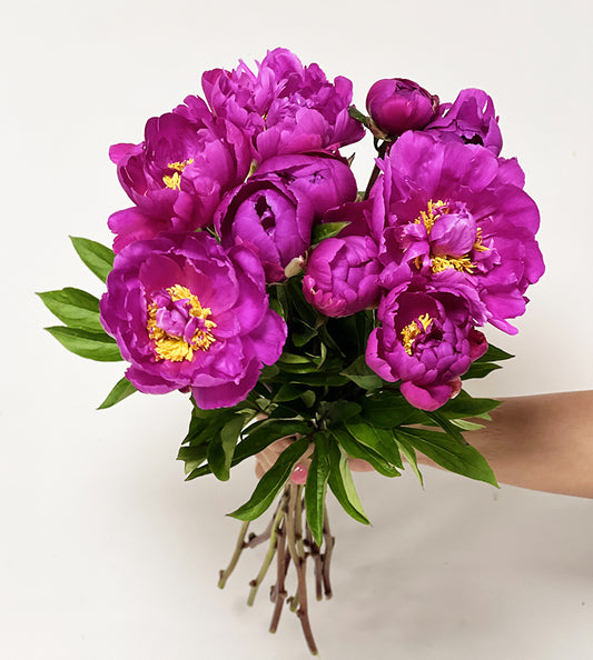Purple Peony Karl
