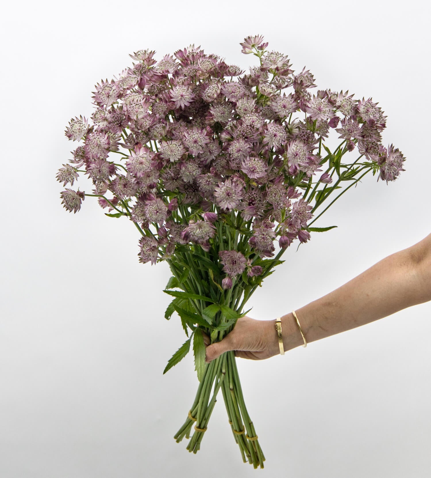 25 Stem Astrantia Star of Africa Purple