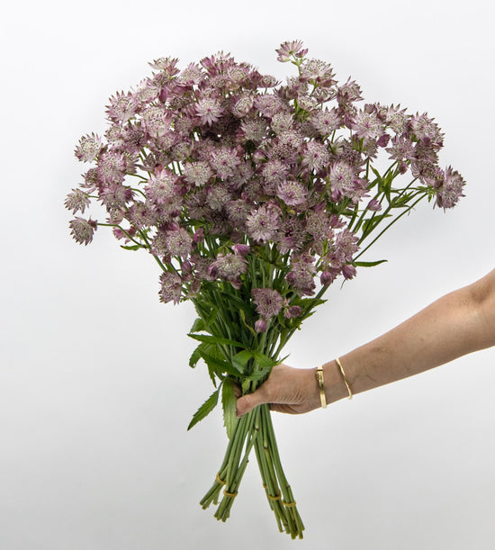 25 Stem Astrantia Star of Africa Purple