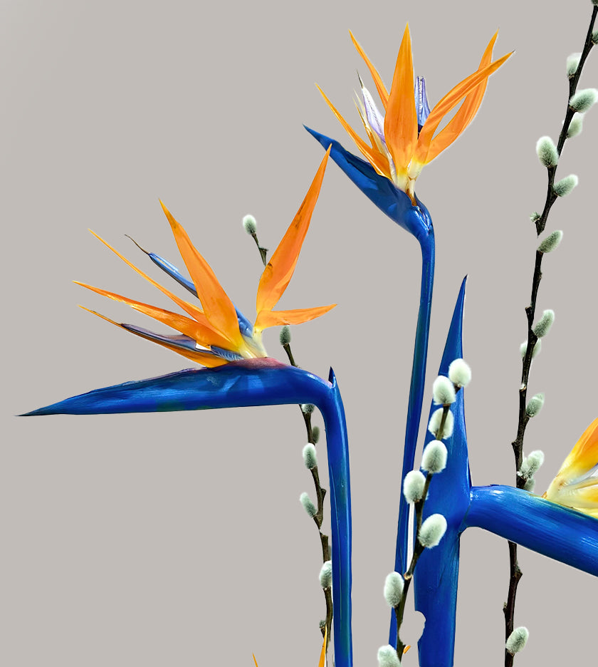 Blue Birds Of Paradise