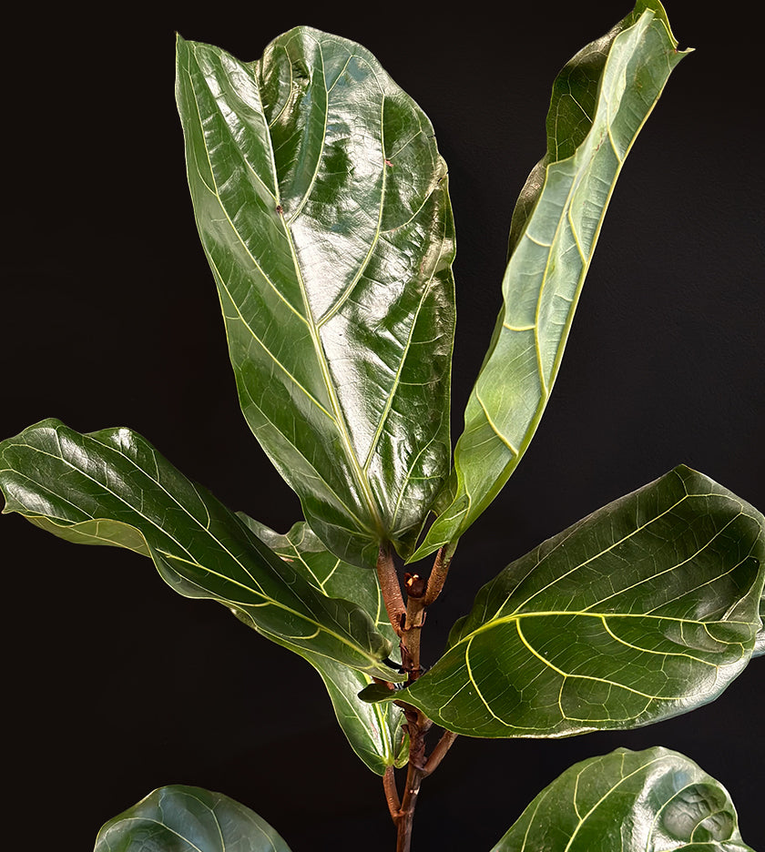 Ficus Lyrata Plant in Vase