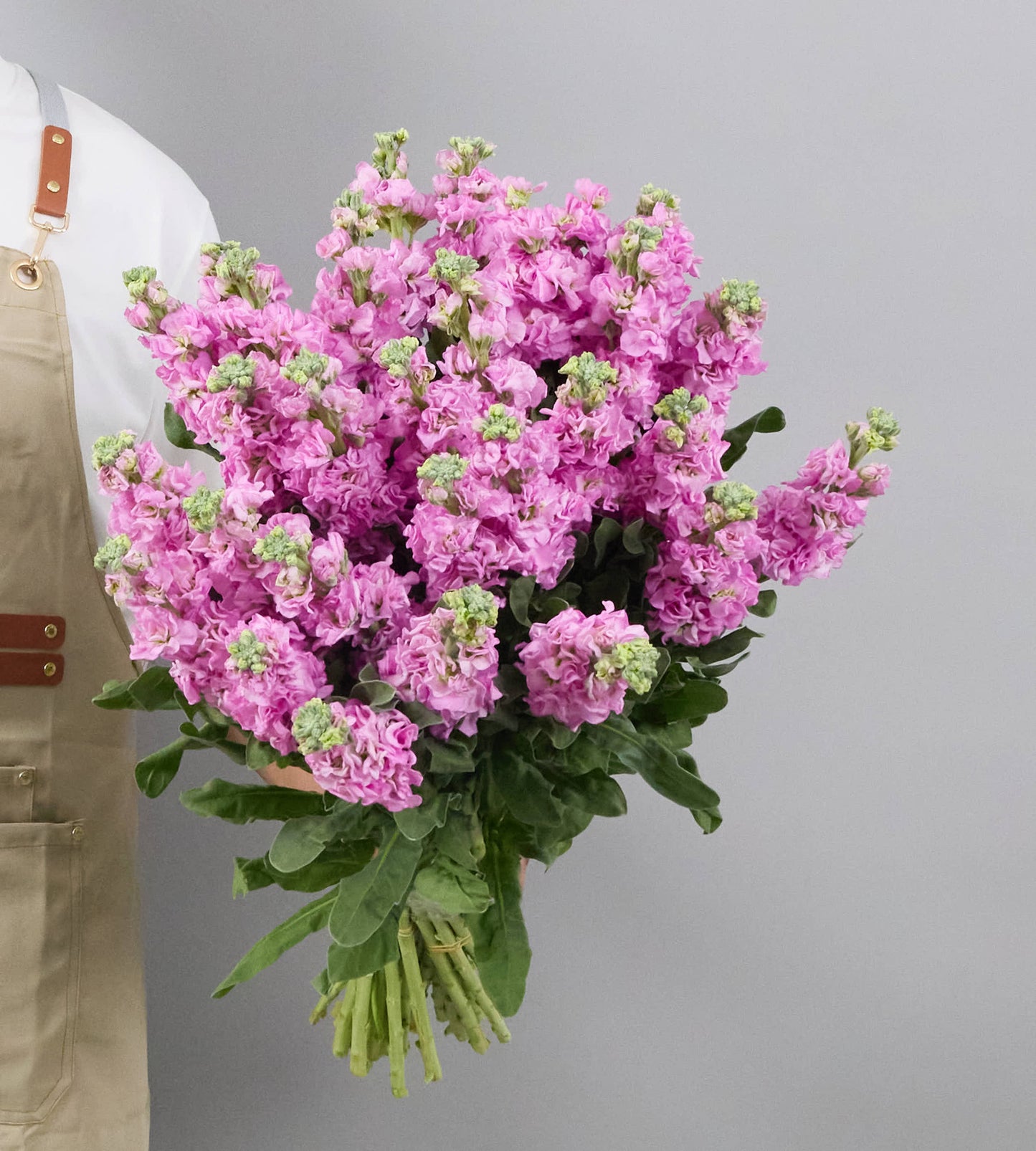 20 Stem Matthiola Iron Pink