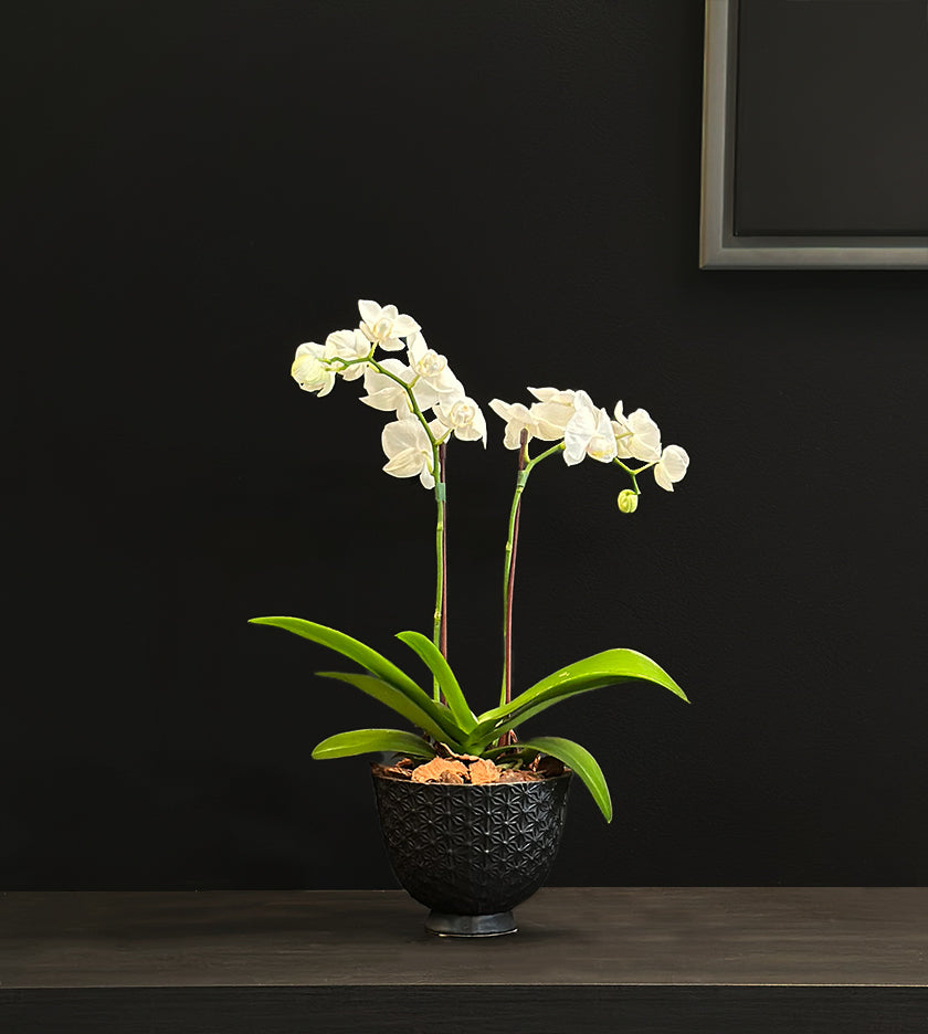 Midi Orchid in Black Pot