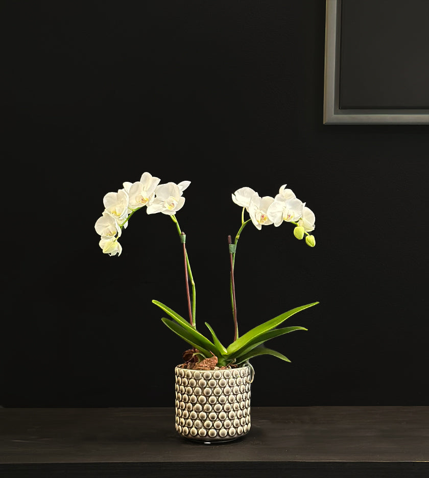 Mini Orchid Plant in Beige dotted small pot