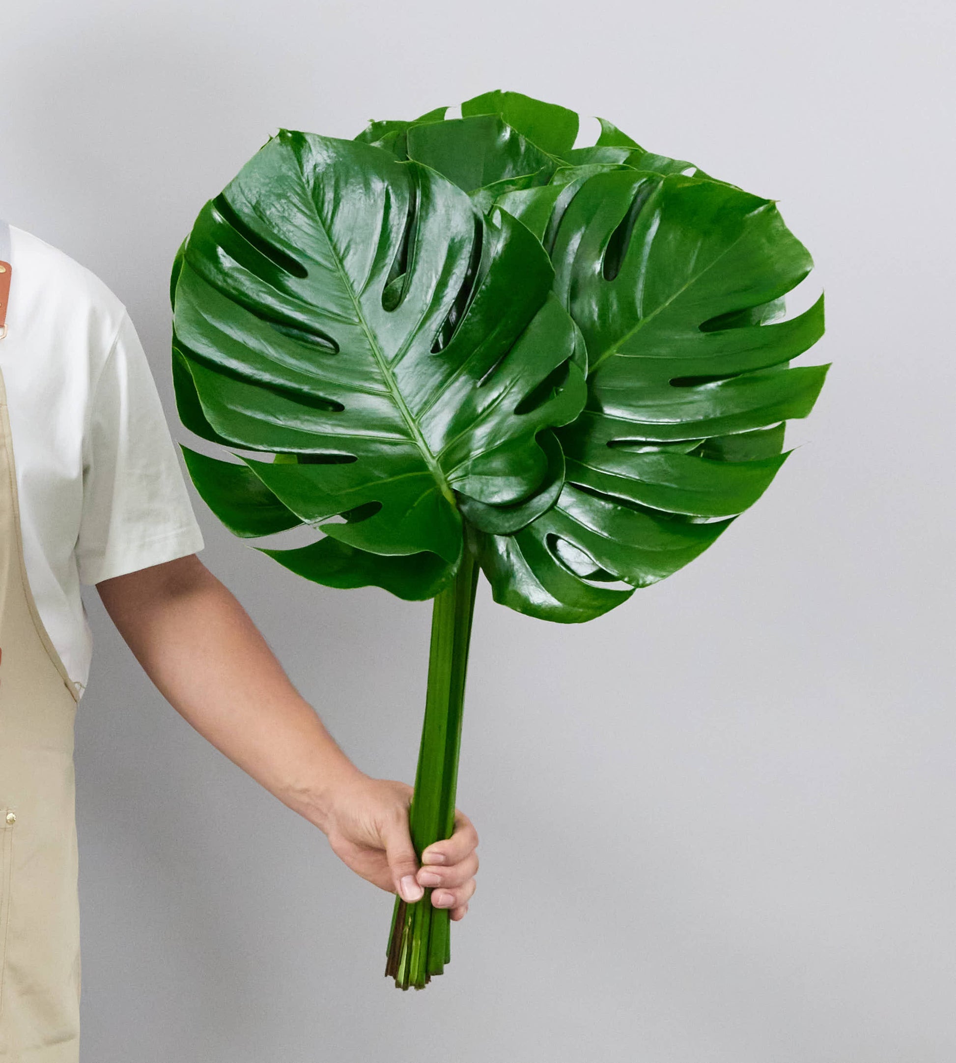 10 Monstera Leaves