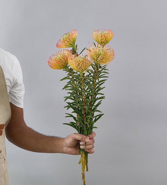 5 Stem Leocospermum Nutan Sunset Orange