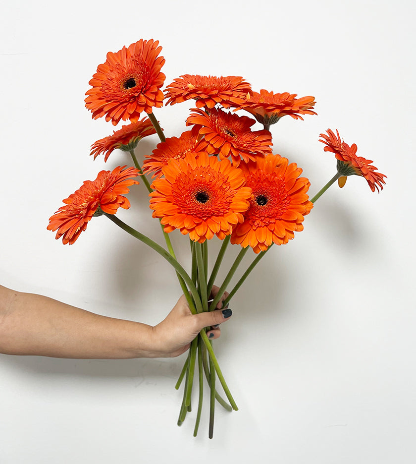 10 Gerbera Candella