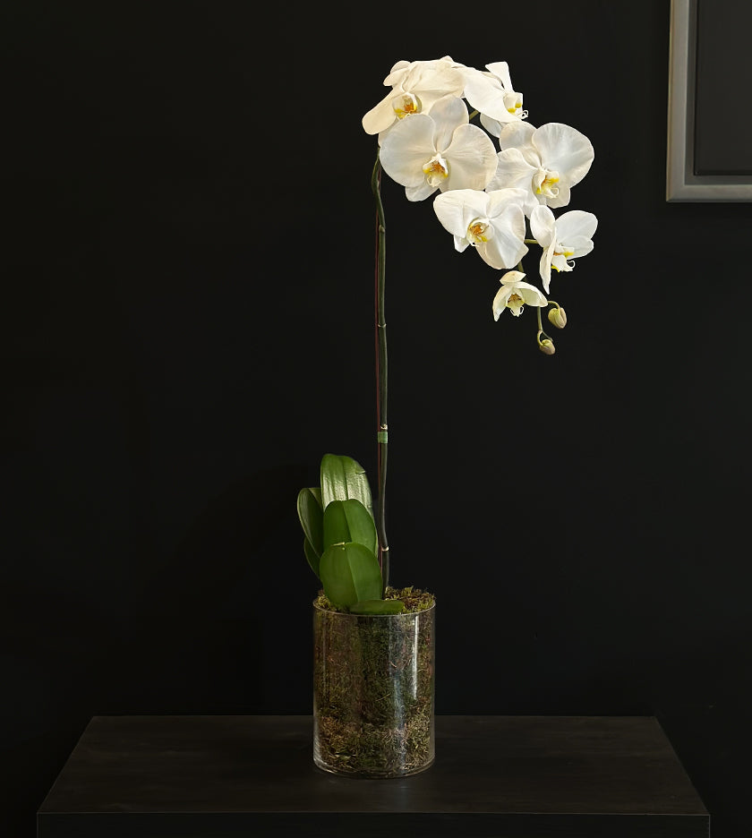 White Orchid with Glass Vase and Moss